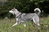 ALASKAN MALAMUTE 704